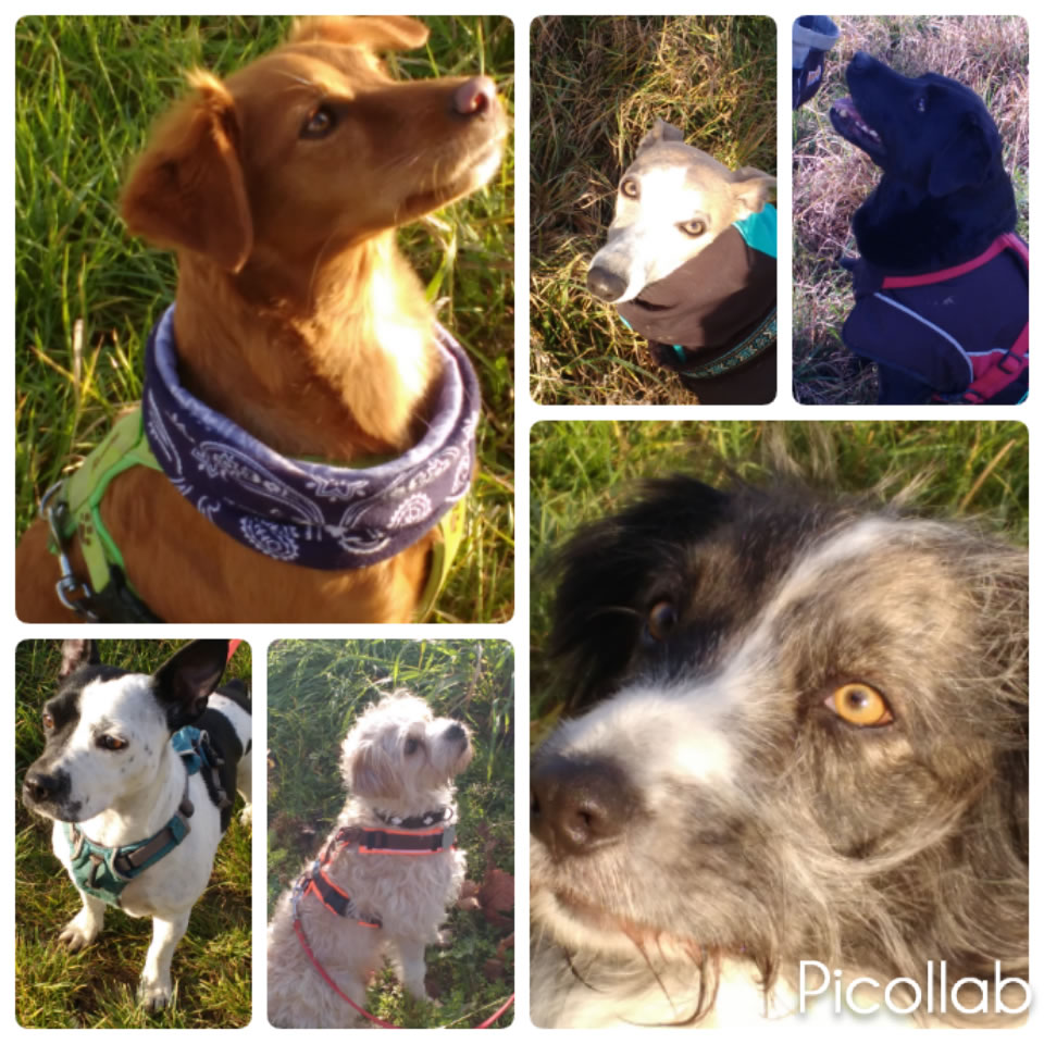 Social Walk für ein entspanntes Miteinander HundeschuleMannoMann