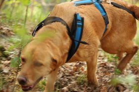 Mantrail-